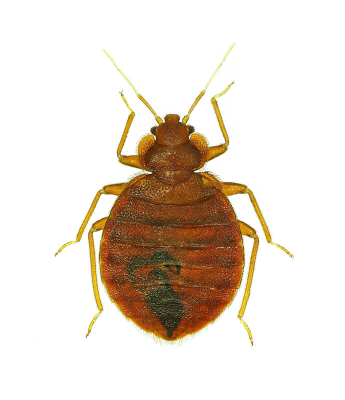 Close up photo of an actual bed bug
