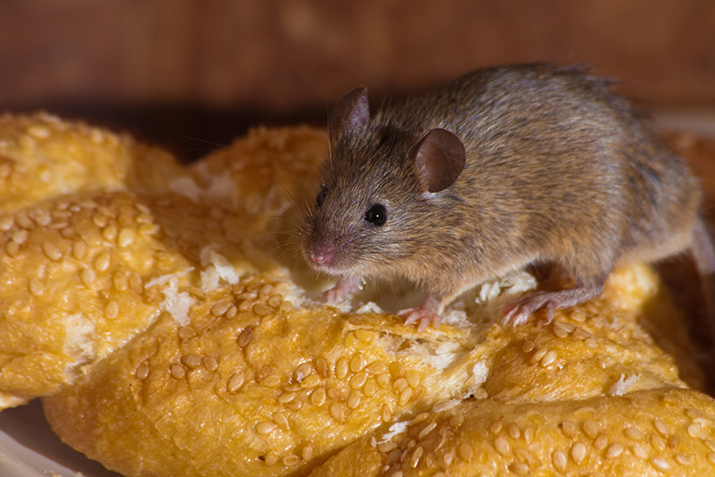 A rodent eating bread