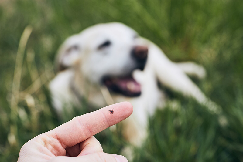 A person with a flea on their finger with a dog in the background.