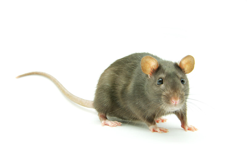 A rodent staring at the camera on a white background