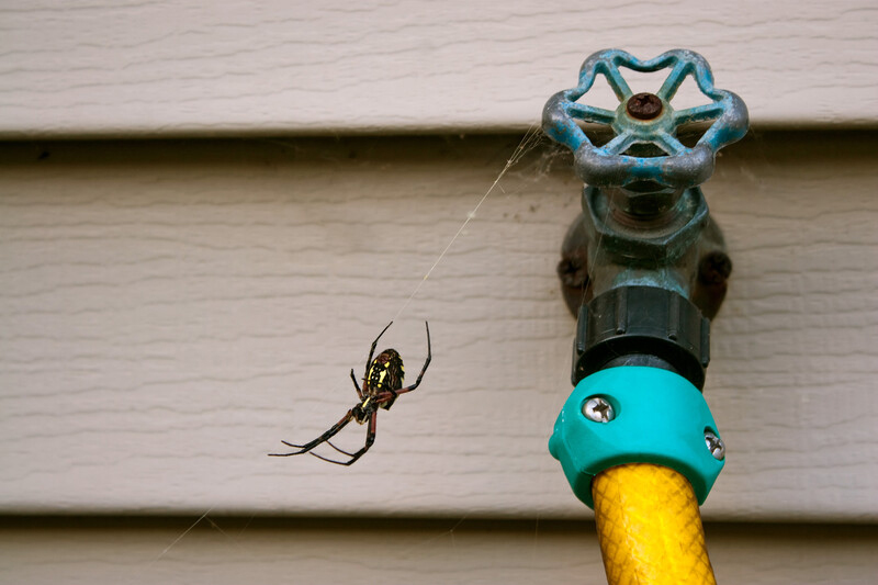 A spider who spun a web on a water hose outside a house