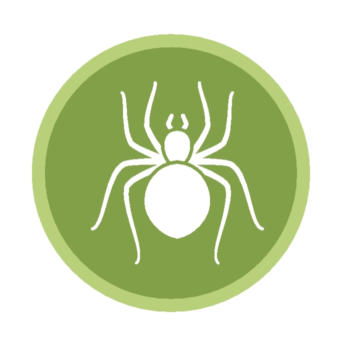 icon of a spider