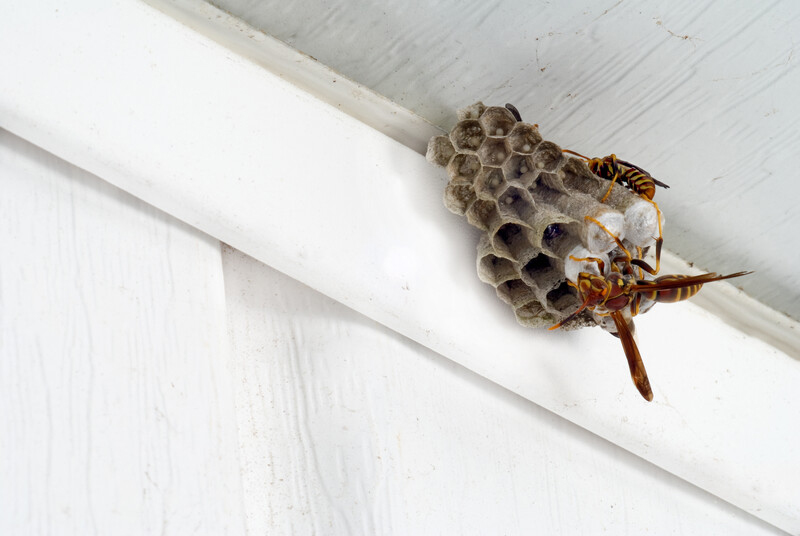 A wasps nest in the roof of a house